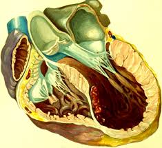 left ventricular